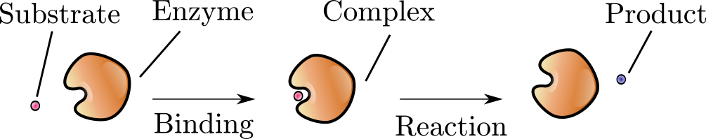 enzyme_schematic